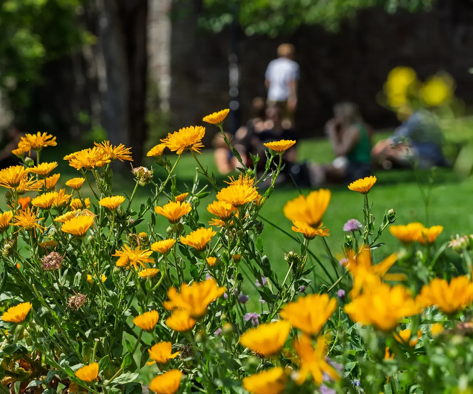 Programme, Bristol - Local parks and green spaces